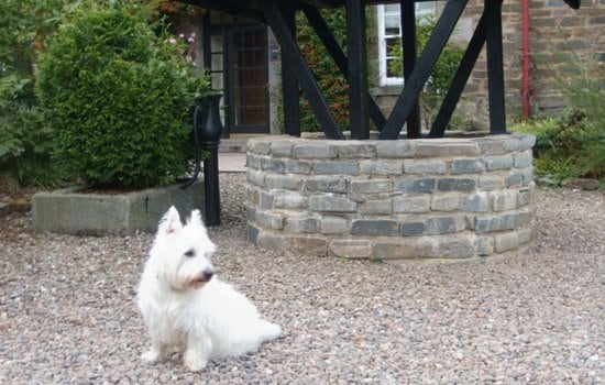 Pets 13