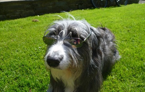 Pets 4