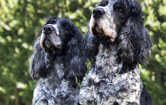 Pets 16