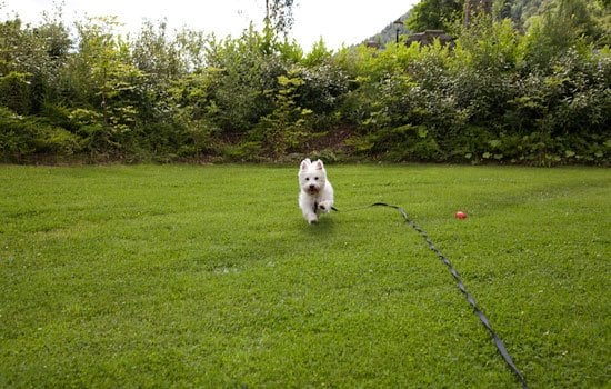 Pets 9
